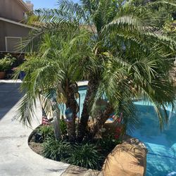 Beautiful  Pygmy Date Palm. 3 Stalks. Large Stand 5ft plus 