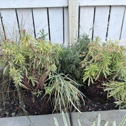 Outdoor Landscaping Plants