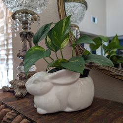 Spring Bunny Rabbit Planter With Plant