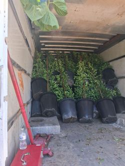 Ficus trees