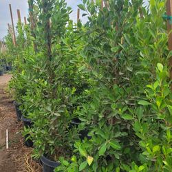 Ficus Nitida