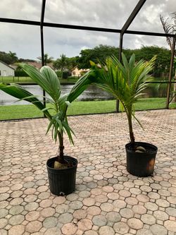 Fiji Dwarf (Niu Leka) Coconut Palm Tree