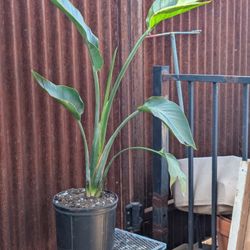 Bird Of Paradise Plant