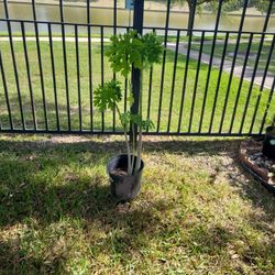 Papaya plant