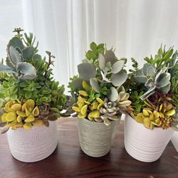 Succulent Arrangements In Ceramic Pots