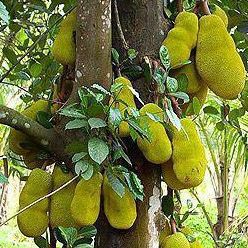 Jackfruit 