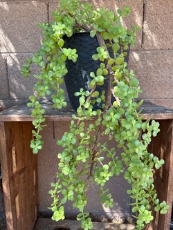 Elephant Bush Suculent