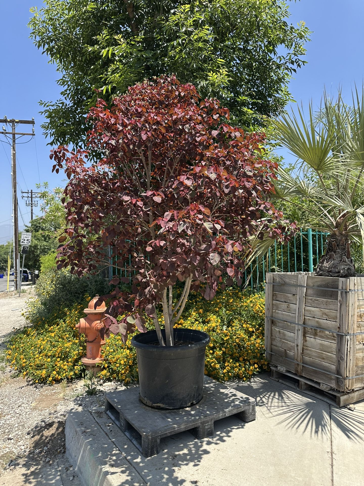 Euphorbia cotinifolia, Caribbean Copper Tree