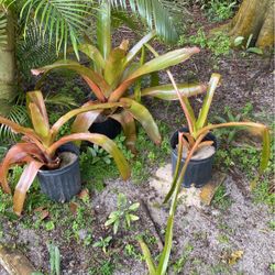 Bromeliad: Giant Orange Bromeliad (aechmea blanchetiana) live plant