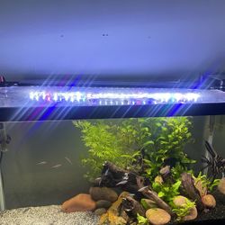 Fish Tank Light