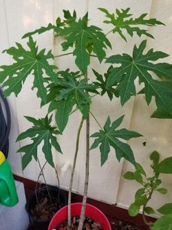 Papaya tree