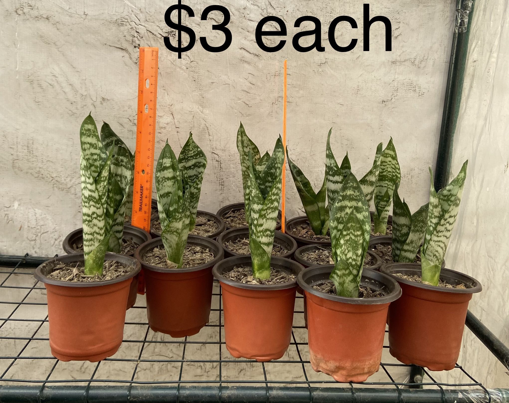 Live Snake Plants / Sansevieria Plants / Mother In Law Tongue 