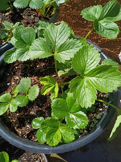 Strawberries