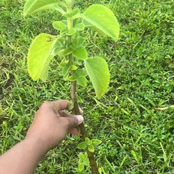Boldo benefits Aromatic coleus plant organic