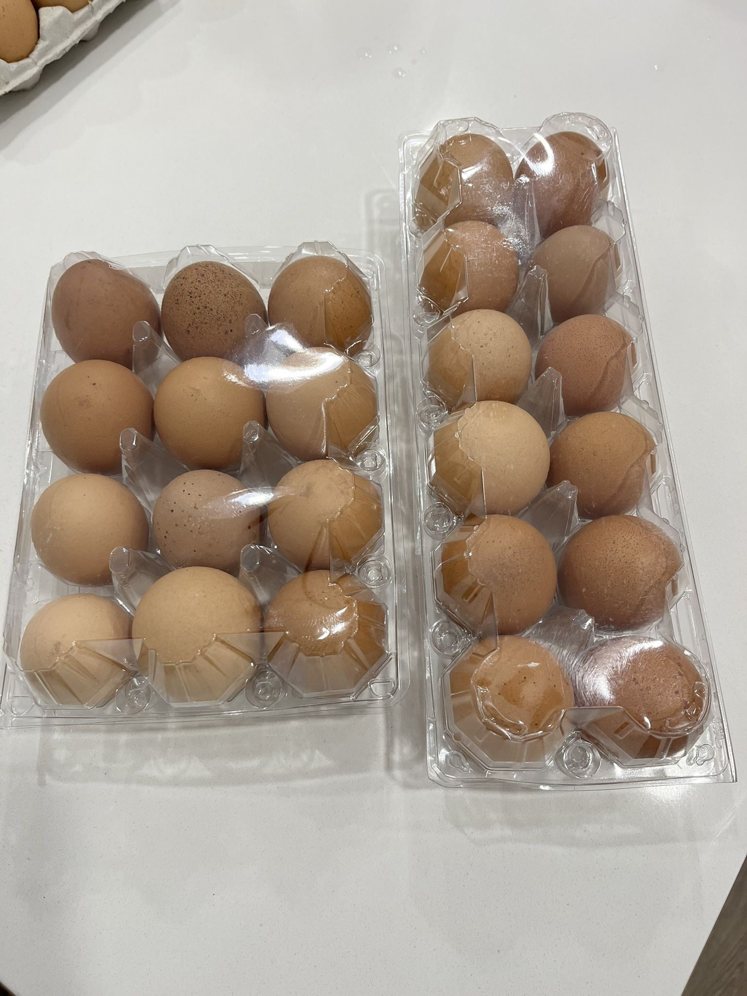 Fresh Chicken Eggs