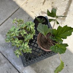 Total Of 3 Plants For$10