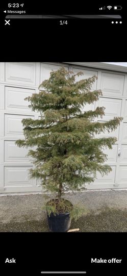 Evergreen tree