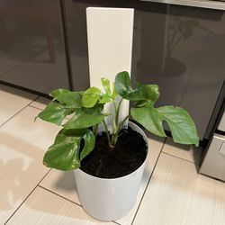 Houseplant Mini Monstera