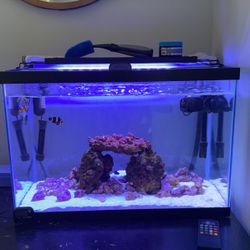 Saltwater Tank