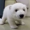 Polarbear