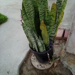 Mother N Laws Tongue Snake Plant In A Pot $13