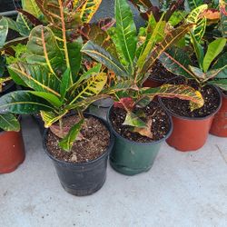 Crotos De Hojas Grandes 1.5 Gallon 