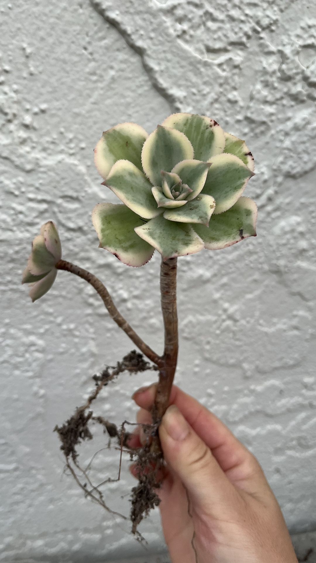 sunbuster aeonium succulent