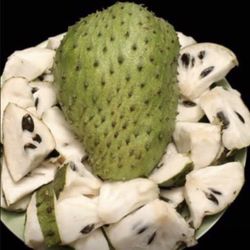 Soursop Graviola Guanabana Annona Muricata 1 Gallon Seedling Plant Tree Fully Grown
