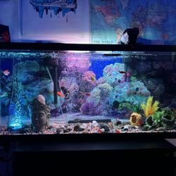 55-Gallon Custom Fish Tank – Fully Setup & Ready to Go! 🔥