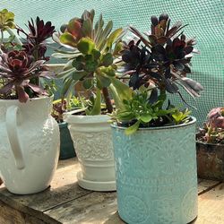 Beautiful Succulents Planters