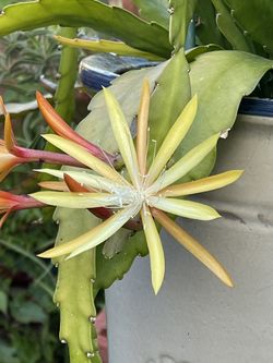 Epiphyllum Orchid Cactus , Small, Light Yellow , Fragrant .