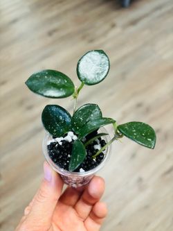 Hoya Mathilde