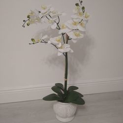 Tall Orchid Plant 