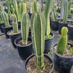 Mexican Post Cactus 