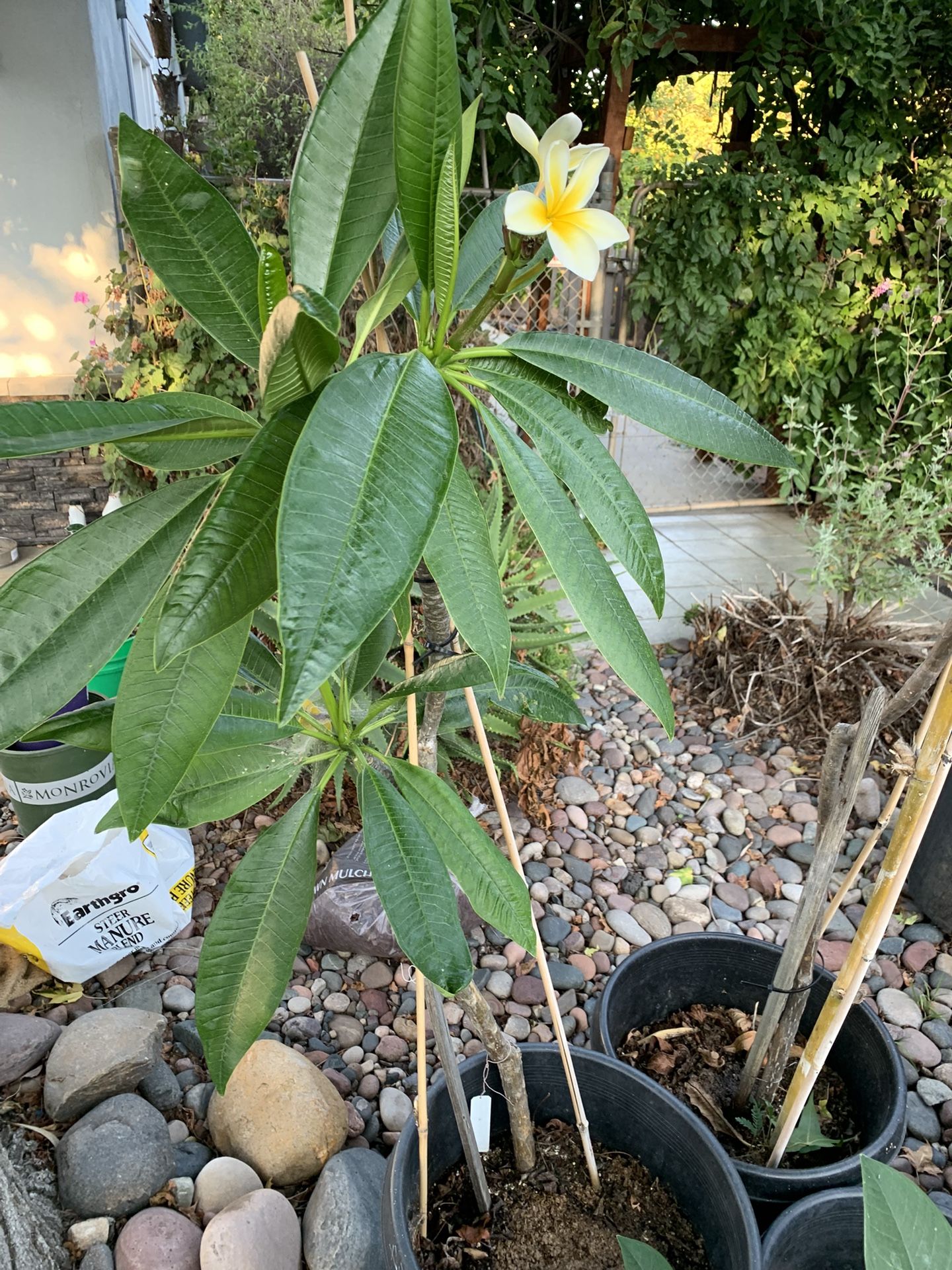 4 Foot Adult Plumeria Yellow And White