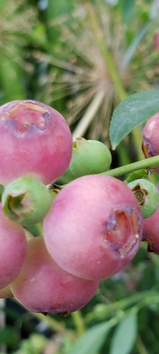 Pink Blueberry Tree