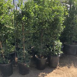 Ficus Nitida 15 Gallons 6/1/2 Feet Tall Planting Service Available 