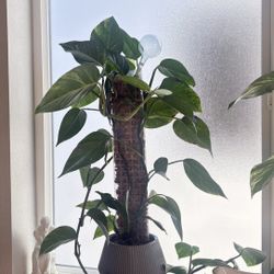 Gorgeous hawaiian pothos with geometric pot and moss pole