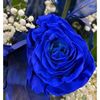 Blue Rose 