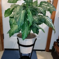 Metal Plant Stand w/Plant! 