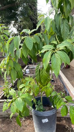 Avocado 🥑 tree for sale