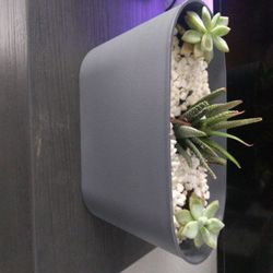 Plants