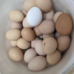 Farm Eggs - Unwashed