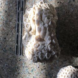 Fossilized Honeycomb Coral 
