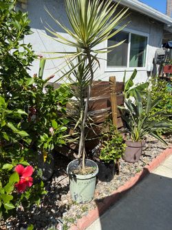 Dracaena