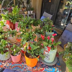 Christmas Cactus  In Ceramic Pots $5 To $14 Each