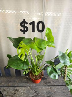 Monstera