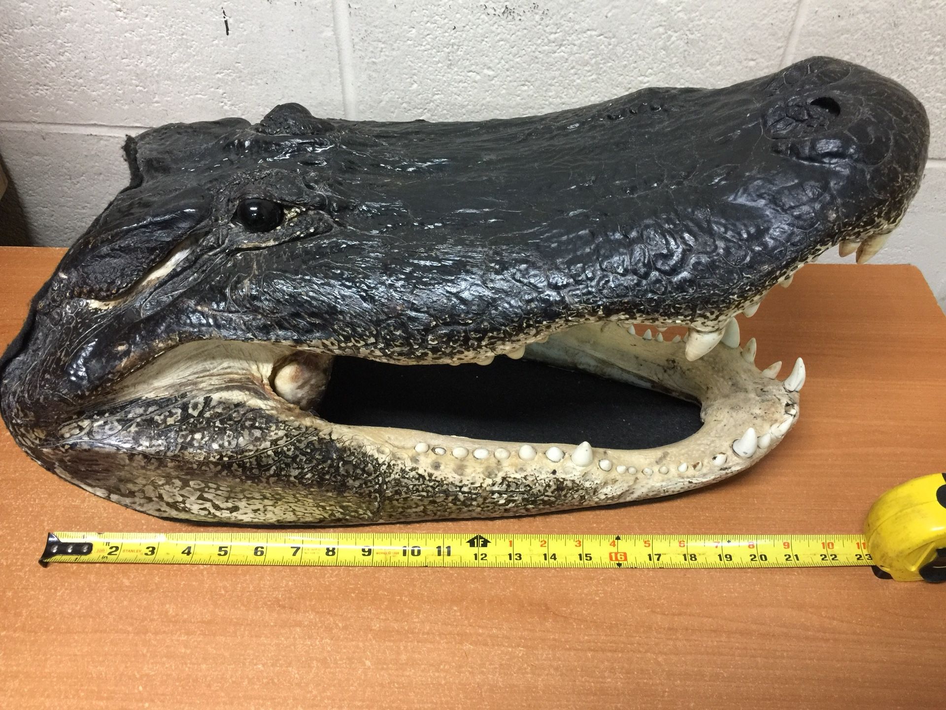 Large Real American Alligator Head Genuine Taxidermy Gator Skull