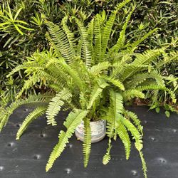 Boston Ferns Plants 