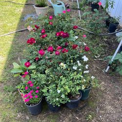 Gran Venta De Plantas De Todas Variedades 